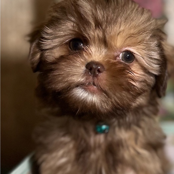 Meet your Posher, Largo - Picture 9 of 9